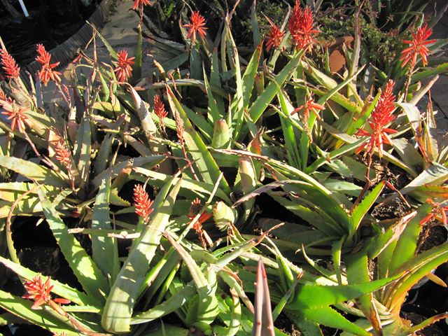 Aloe hardyi (3)